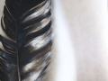 Feather 1